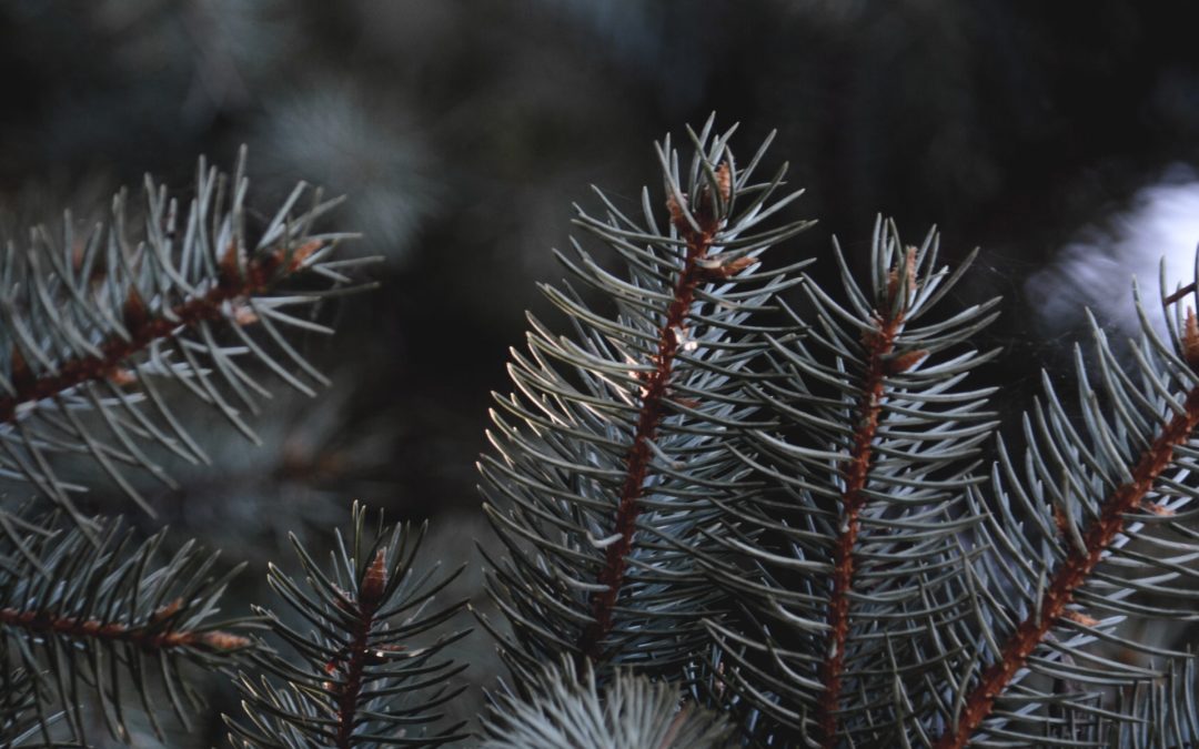 Sustainable Christmas Tree: Alternatives